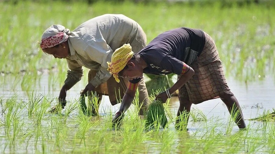 28,521 Bighas of Agricultural Land Reclassified in Assam, Kamrup Records Highest Conversion