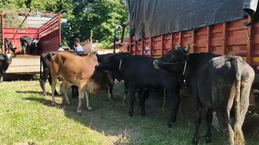 17 Cattle Seized in Mukalmua-Daulashal Police Operation, One Arrested